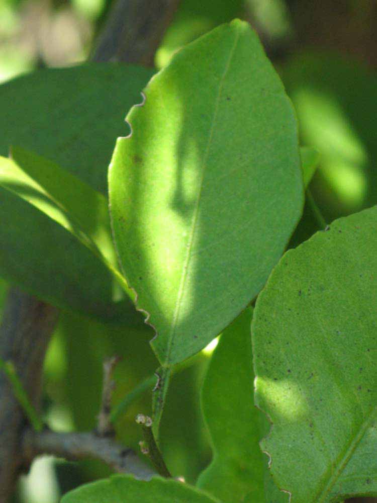              Unifoliolate leaf (Winter Haven, FL)       